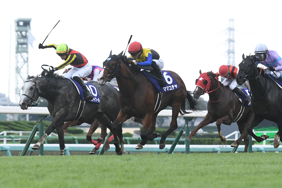 2024年のスプリンターズステークスの出走馬の画像